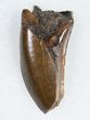 Tyrannosaurus rex (T-Rex) Tooth - Great Enamel #11913-1
